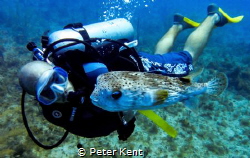 An instructor from Dolphin Dive -- in Little Corn, Nicara... by Peter Kent 